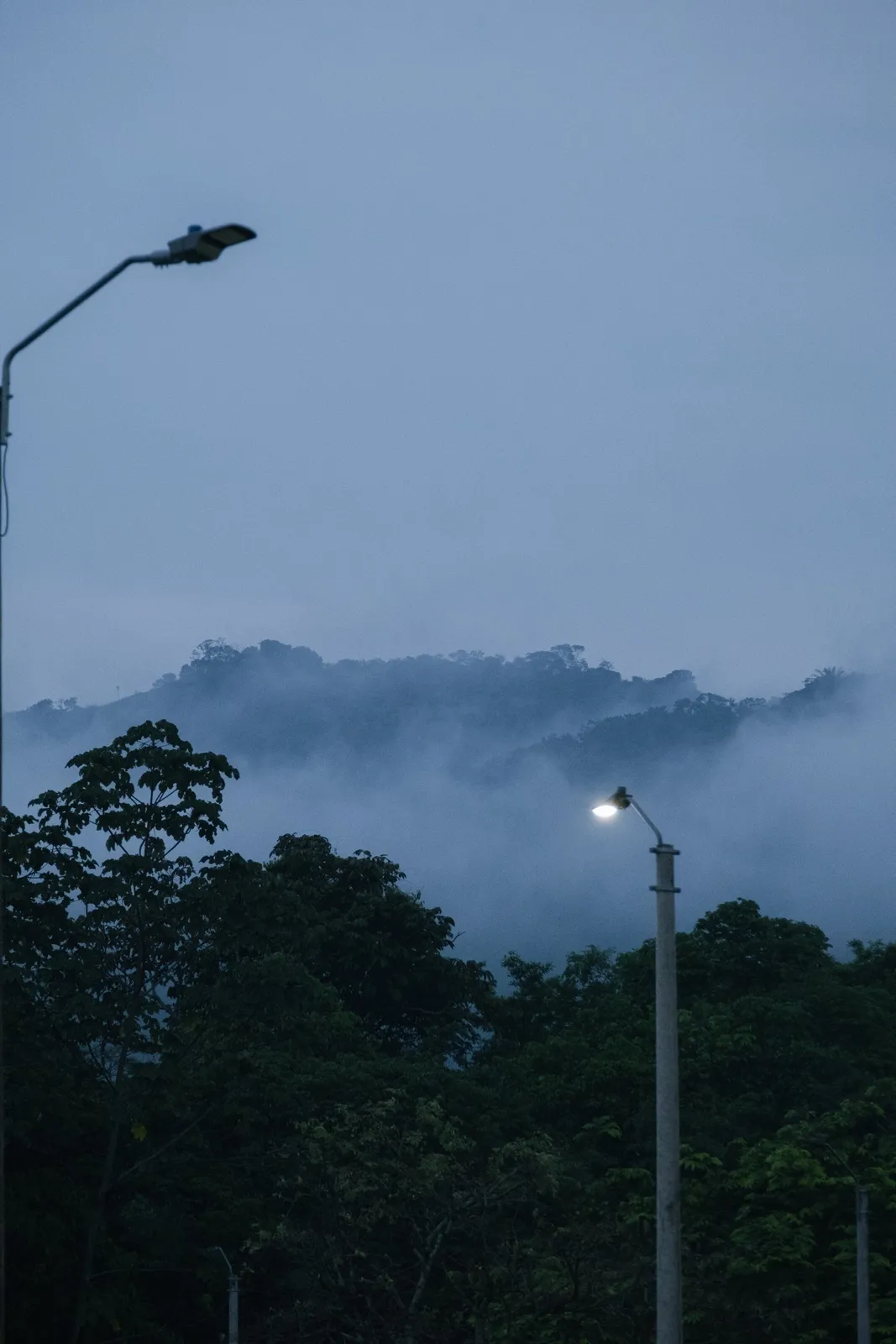 Anochece sobre el bosque