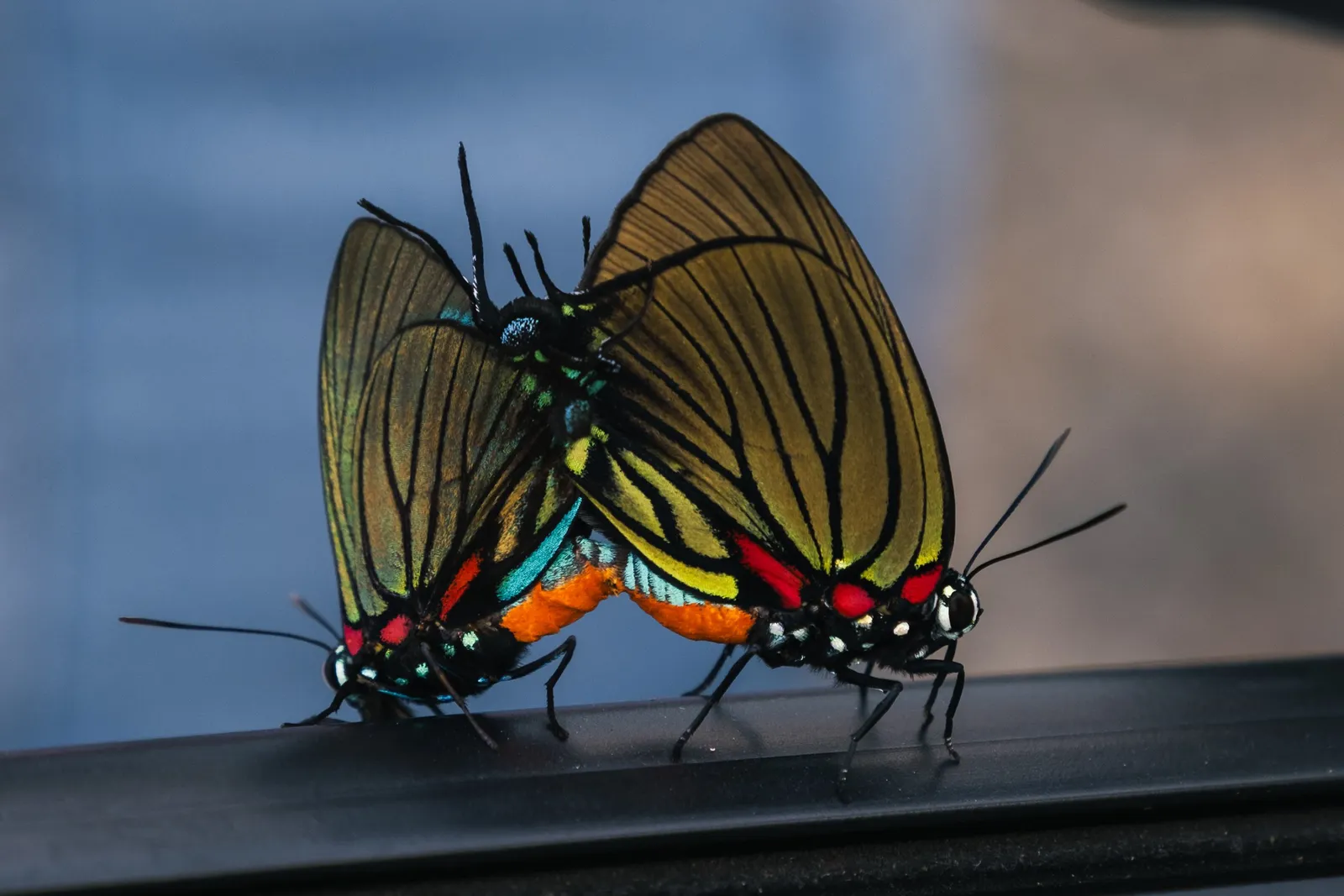 Mariposas al sol