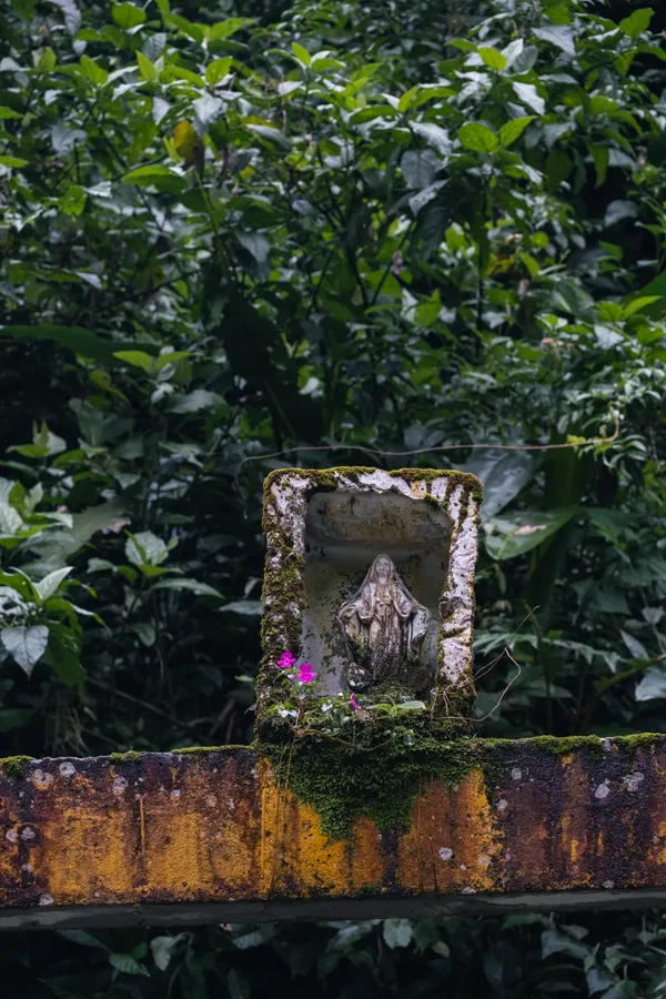 Plantas, árboles y hojas
