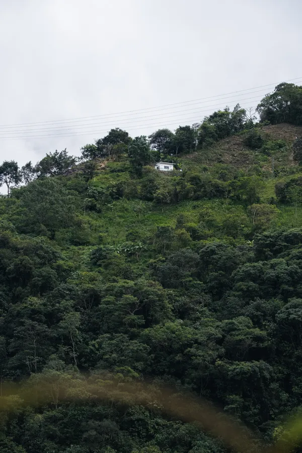 Naturaleza, exteriores y plantas