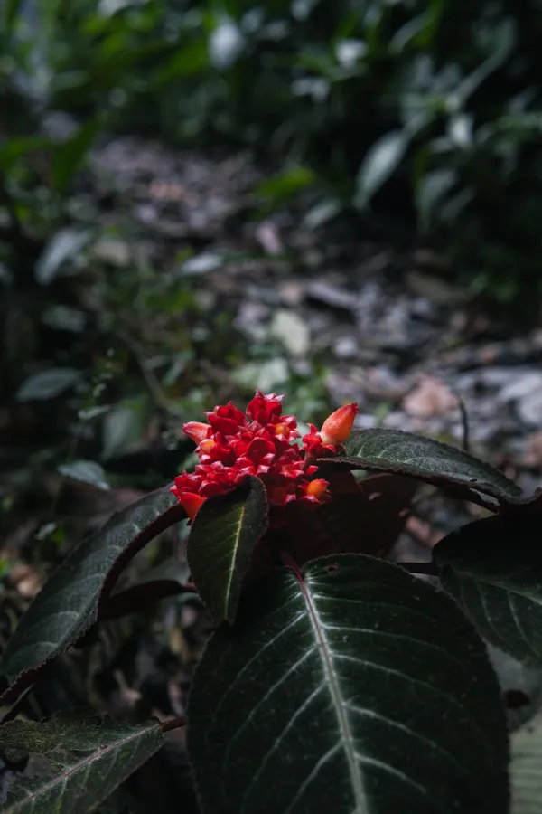 Hojas, plantas y flores