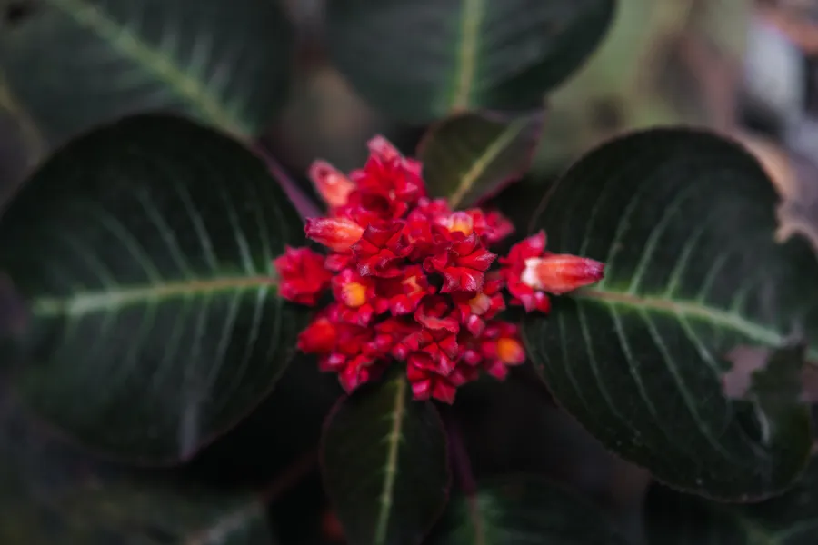Flores, plantas y hojas