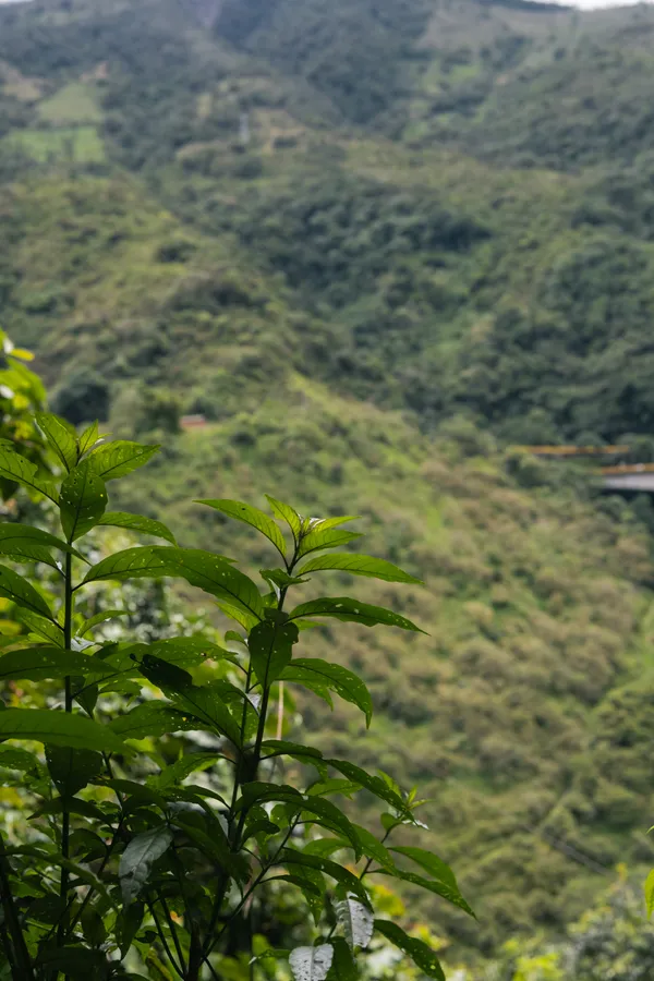 Plantas, naturaleza y exteriores