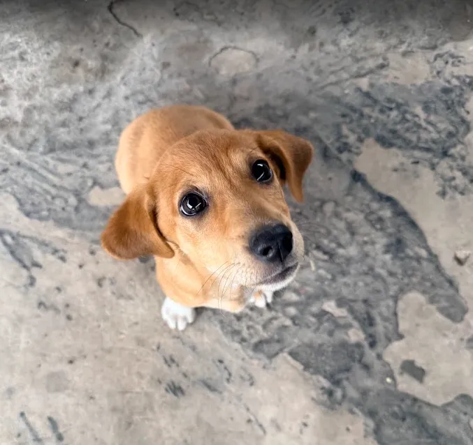 Canela-mirada-triste