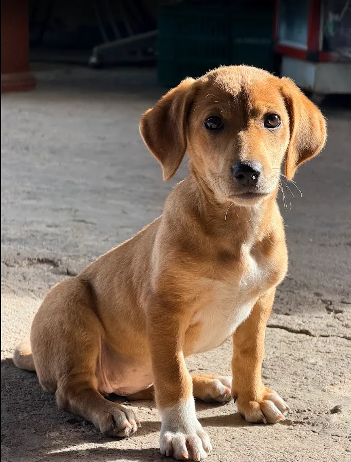 Posando la Cachorra