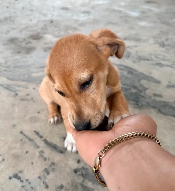 Perro y joyería