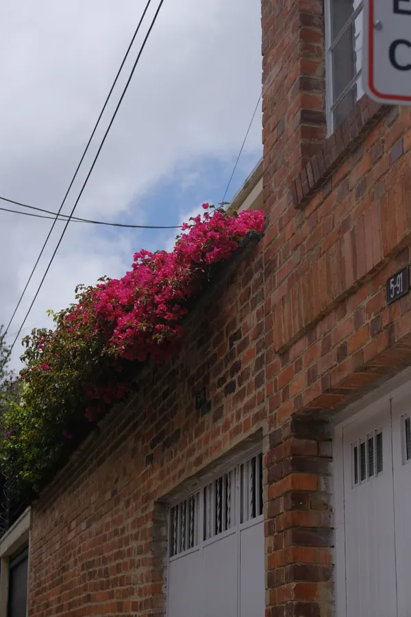 Plantas, ciudad y urbano