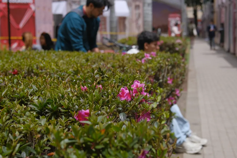 Plantas, jardín y naturaleza