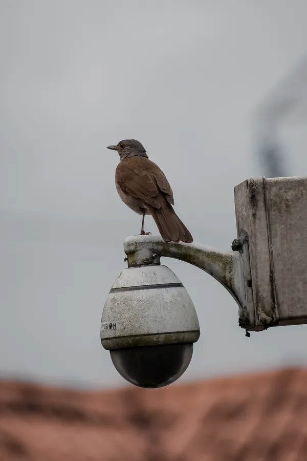 Animales y aves