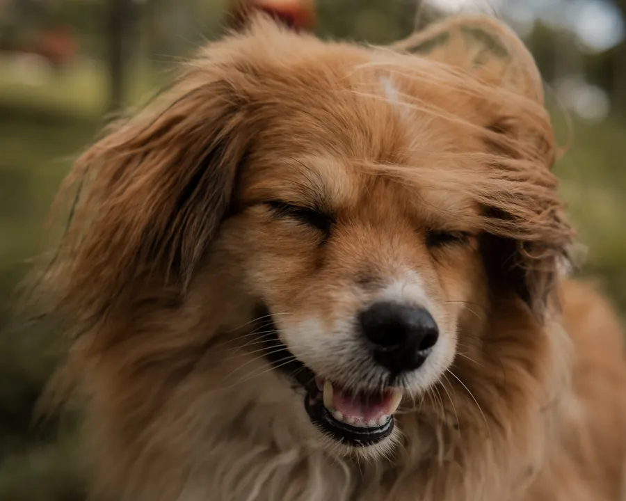Animales, perro y mascota