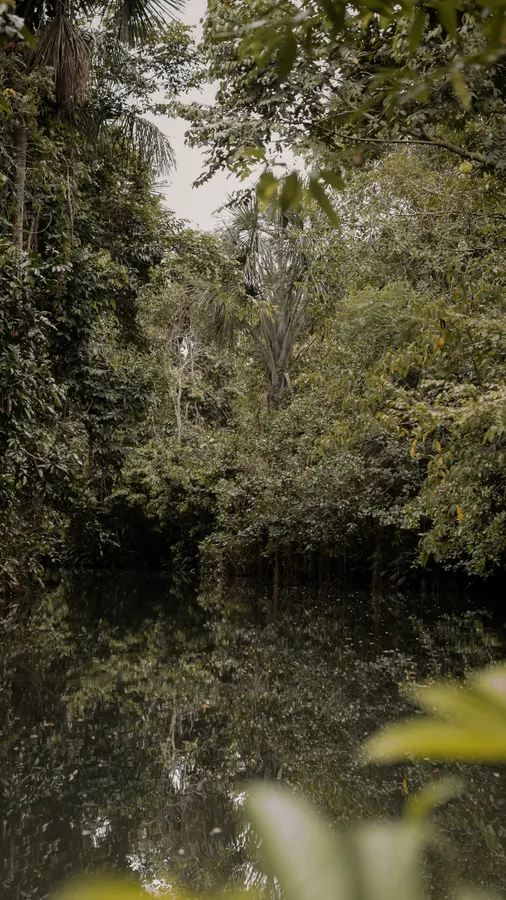 Plantas, vegetación y selva