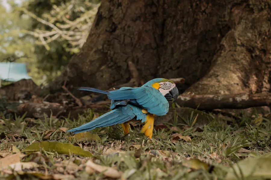 Animales y aves