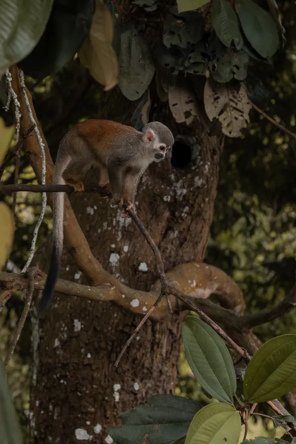 Animales, fauna y plantas