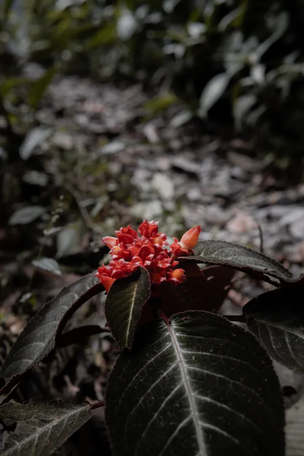 Hojas, plantas y flores