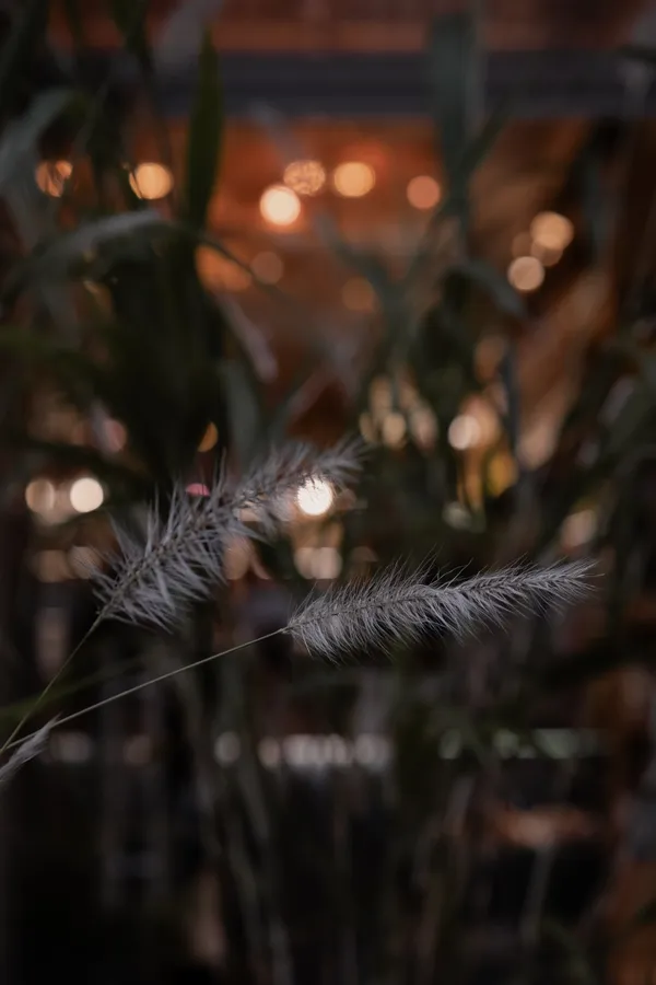 Iluminación, plantas y naturaleza