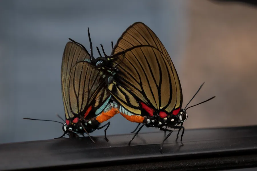 Animales y mariposa