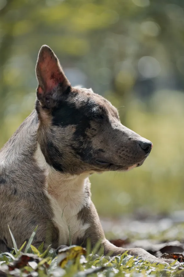 Animales, perro y mascota